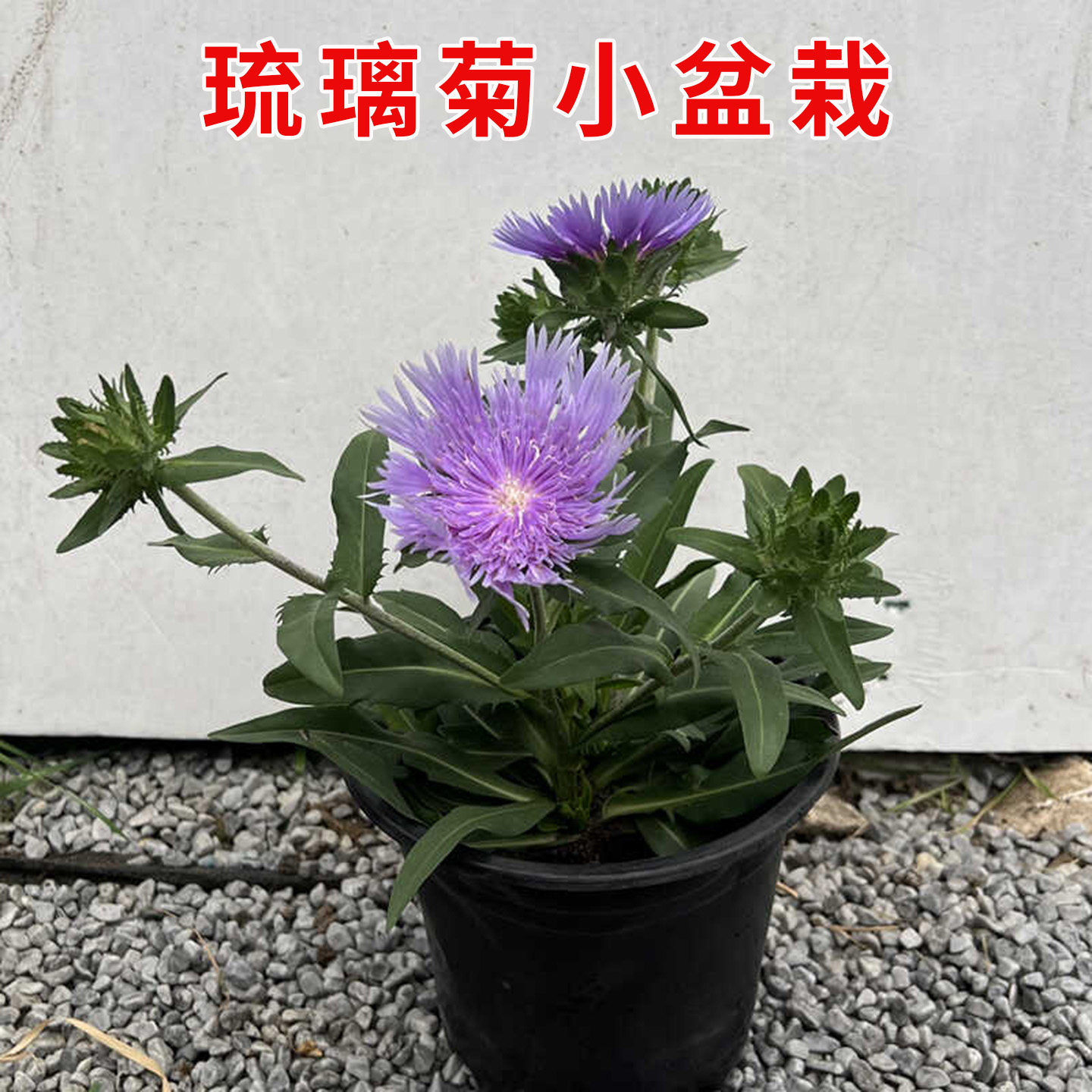 琉璃菊盆栽苗耐寒耐热好养