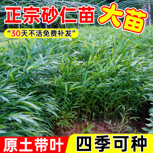 阳春特产春砂仁种苗带土带叶本地品种南北方种阳台盆栽对版发货