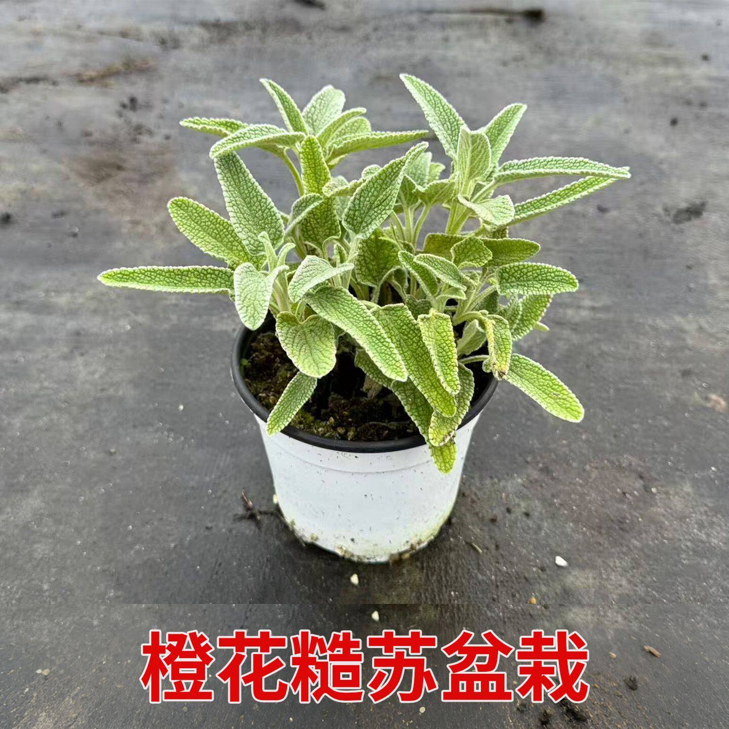 橙花糙苏盆栽苗多年生耐寒耐热宿根花卉黄花糙苏草本观赏花卉绿植