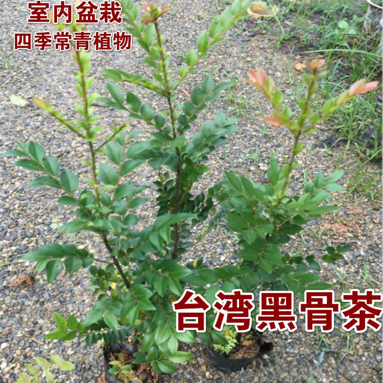 正宗名贵苗木小叶紫檀树苗紫檀树苗台湾盆栽地栽观赏植物苗场直销