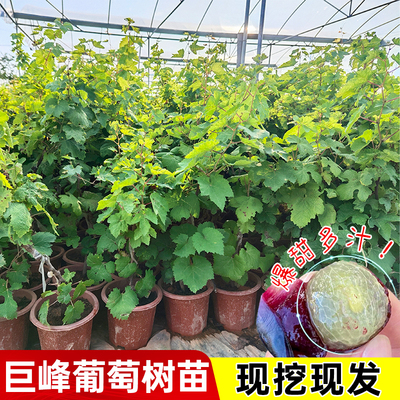 嫁接巨峰葡萄树苗带土带叶