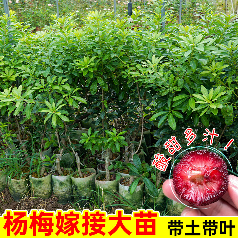 杨梅树树苗正宗嫁接东魁杨梅苗早熟杨梅黑炭杨梅大果带土盆栽地栽