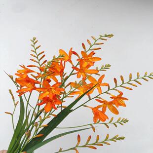 云南昆明火焰兰鲜花家庭插花办公室养花花店用花团购