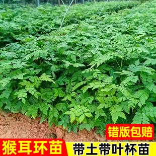 广西正宗猴耳环鸡心树三不正落地金钱尿桶公中草药营养袋种子种苗