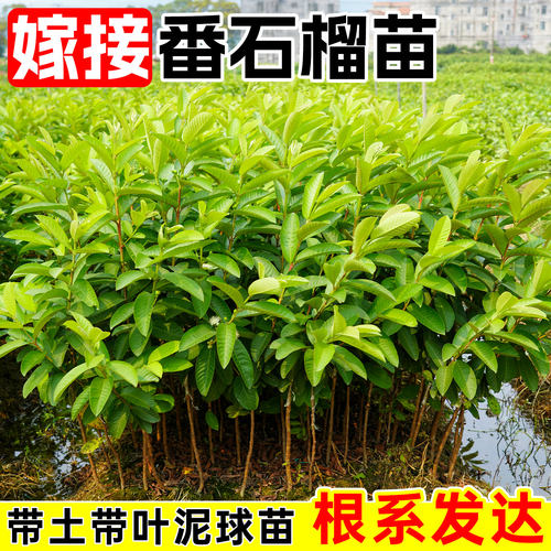番石榴树苗带土带叶包成活嫁接