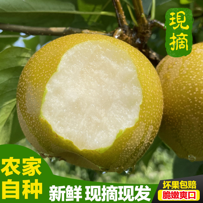 2026年湖北黄花梨现摘脆甜多汁