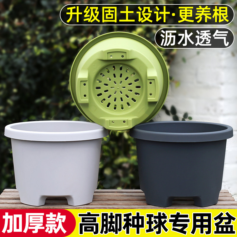透气控根球根塑料大花盆阳台种球百合郁金香风信子矮胖种植盆家用图片