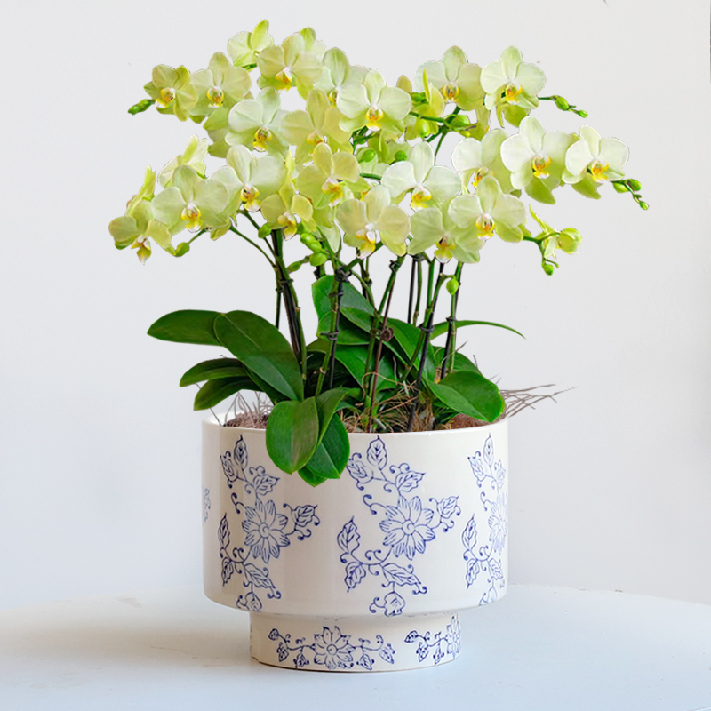 新款中国风陶瓷花盆青花带托盘蝴蝶兰吊兰虎皮兰专用多肉绿植盆栽