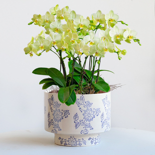 新款中国风陶瓷花盆青花带托盘蝴蝶兰吊兰虎皮兰专用多肉绿植盆栽