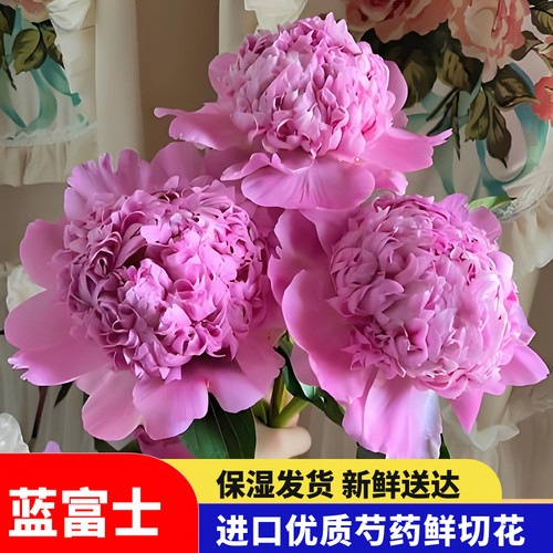 51福利 蓝富士 重瓣芍药鲜花