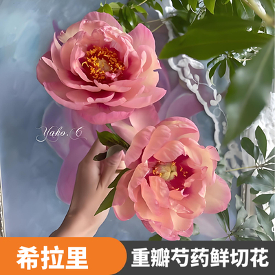 现货发顺丰 希拉里 重瓣芍药鲜花