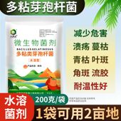 水溶型 多粘类芽孢杆菌根腐青枯软腐角斑种植作物叶斑姜瘟生物菌