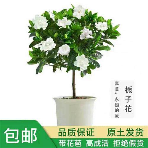 栀子花盆栽植物大树苗带花苞室内浓香型大叶独杆牡丹四季开花老桩
