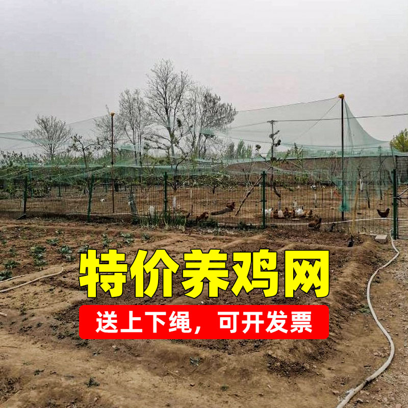 围网防护网养殖网养鸡网尼龙网拦鸡网围鸡网家禽塑料网护栏网菜园