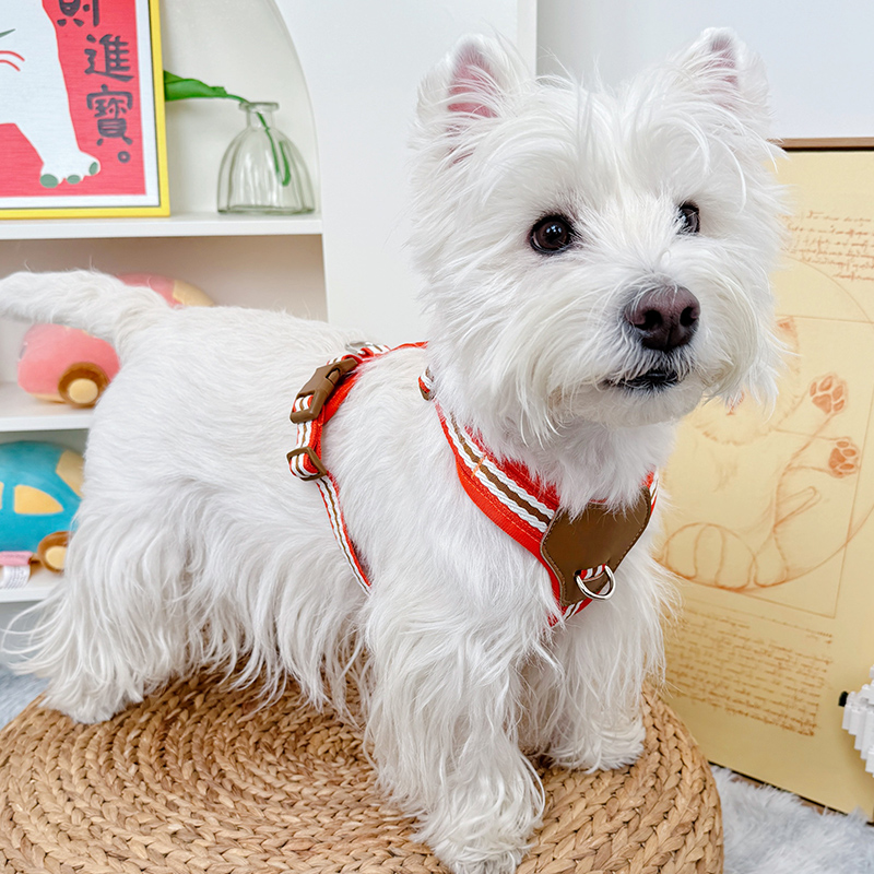 狗狗牵引绳小狗胸背带遛狗绳宠物泰迪比熊柯基夏季透气猫咪不勒脖