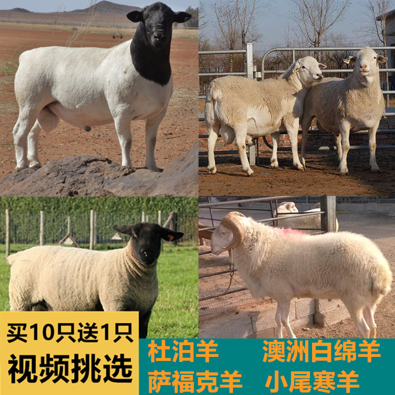 纯种澳洲白绵羊黑头杜泊羊杜寒改良小尾寒羊怀孕母羊种公羊小羊羔