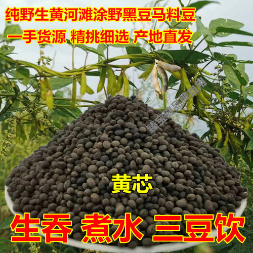 可生吞今年野黑豆马料豆