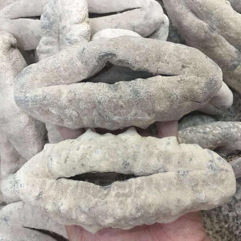 优质淡干  花  白  黑猪婆参，适合酒店、酒席专用