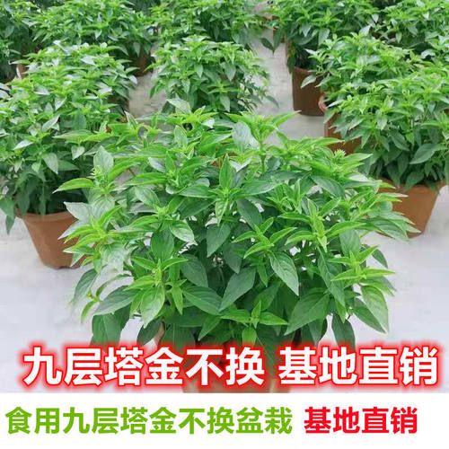 食用九层塔潮汕金不换盆栽泰国罗勒植物厨房香料新鲜包邮甜罗勒苗