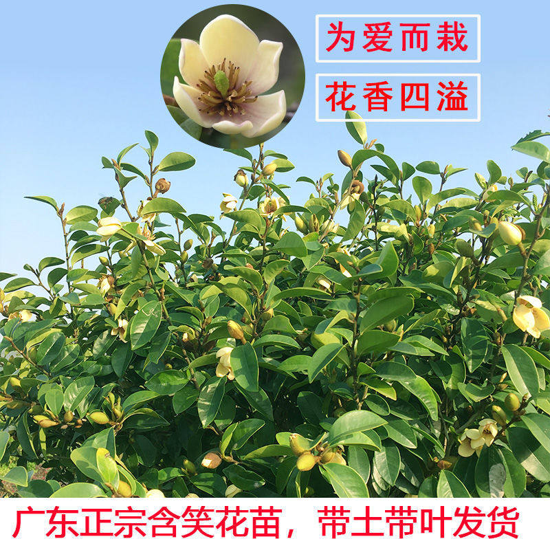 带花苞含笑花苗盆栽浓香型四季开花卉植物庭院阳台四季常青易活