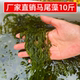 源头厂家直销马尾藻10斤盐渍鞭炮笋火锅店海草麻辣烫冒菜商用食材