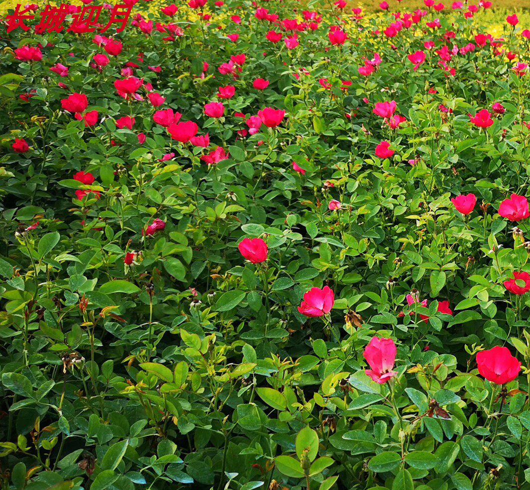 丰花月季红帽月季黄帽月季红花白花蔷薇四季开花蔷薇嫁接树桩国月