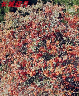 庭院花卉围墙绿篱防盗火棘树苗带刺植物红黄刺玫贴梗海棠红叶小檗