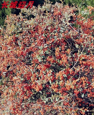 庭院花卉围墙绿篱防盗红叶小檗