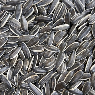 新上大瓜子生葵花籽中大型鹦鹉粮食鸟粮饲料/金刚灰机葵花亚