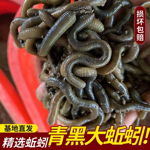 活体钓黄鳝臭蚯蚓下笼子