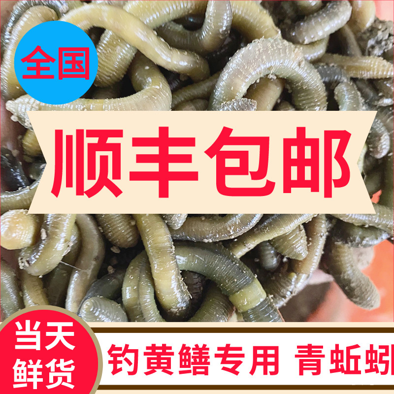 活体蚯蚓放盆黄鳝包邮顺丰
