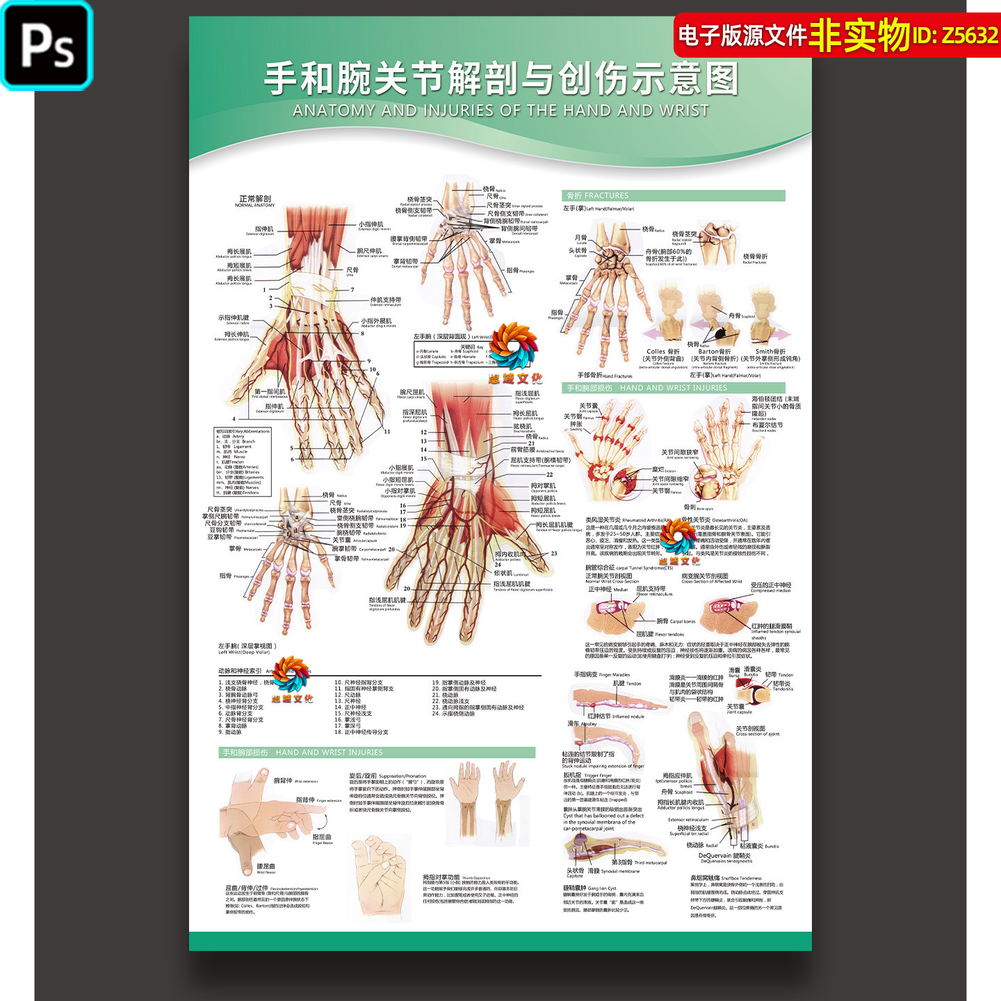 手和腕关节解剖与创伤示意图海报展板挂图骨折损伤骨科医学ps素材
