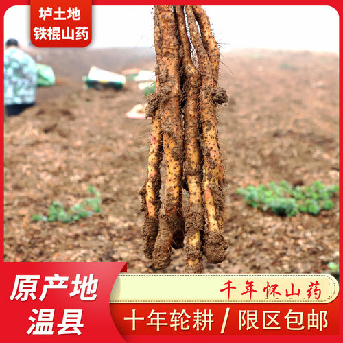 温县垆土铁棍山药正宗河南焦作