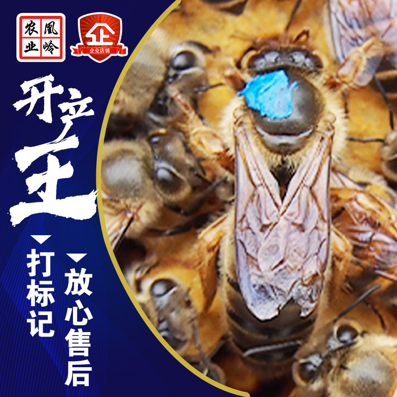 中蜂蜂王中蜂活体蜜蜂蜂群蜂王种王产卵王交尾王高产中蜂蜂群蜂王