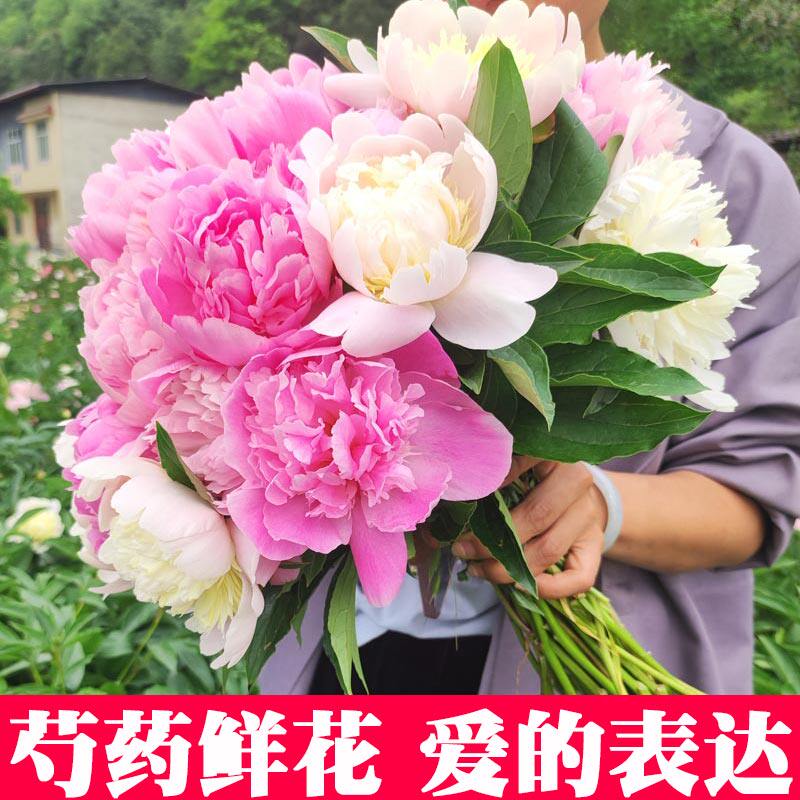 四川芍药鲜花水养重瓣观赏型母亲节混搭婚礼花束插花山东油画牡丹
