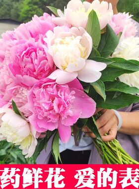 四川芍药鲜花水养重瓣观赏型母亲节混搭婚礼花束插花山东油画牡丹