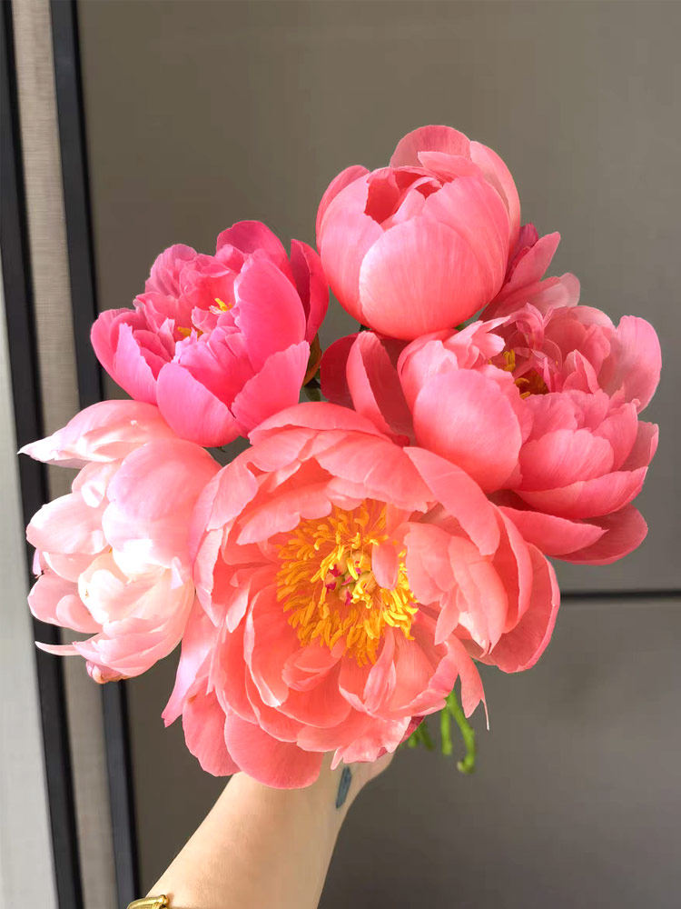 母亲节进口芍药鲜花花束山东重瓣芍药鲜切花油画牡丹插花速递同城