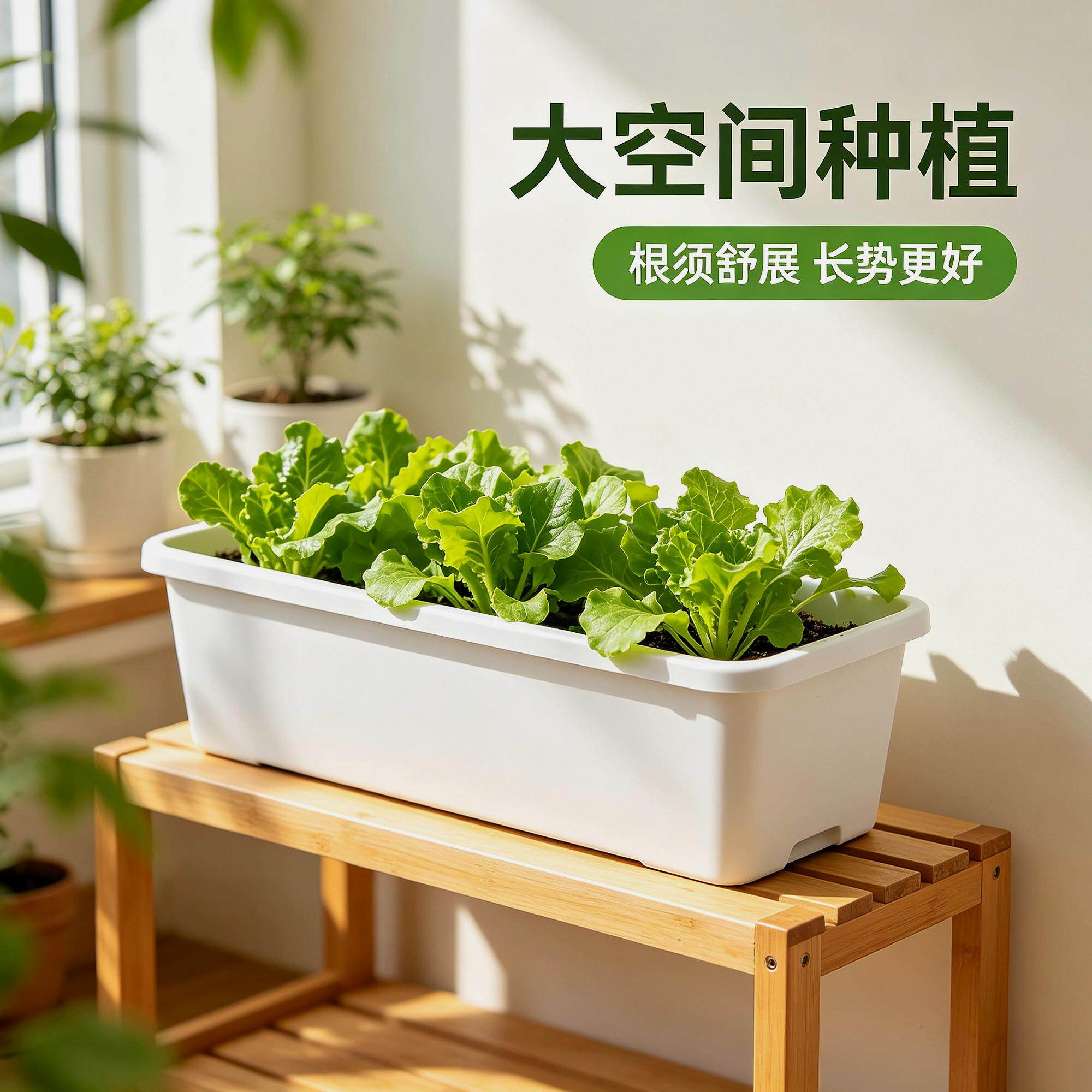 种菜箱蝴蝶兰阳台长方形塑料蔬