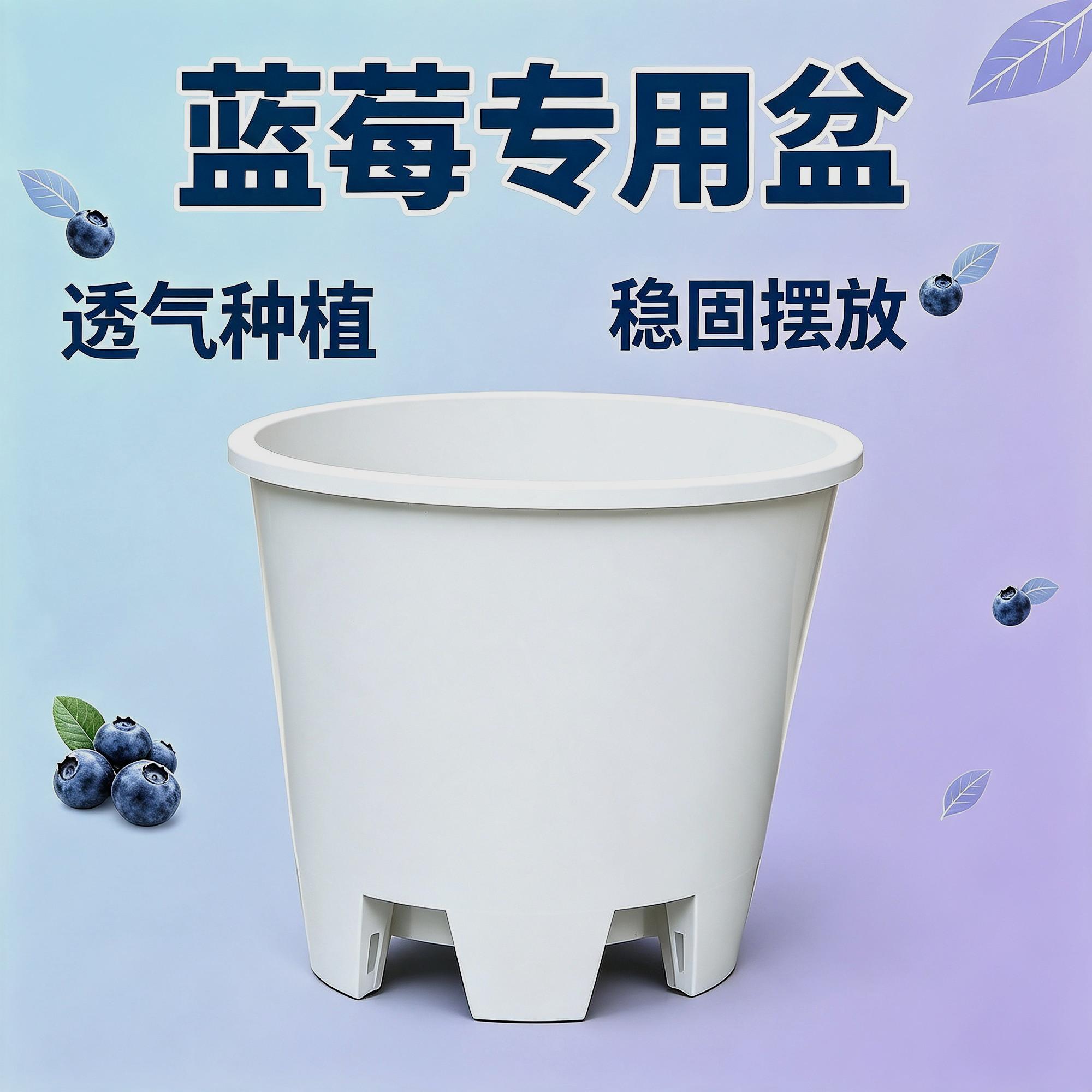 法式幸福树仙人球大口径花盆蓝莓