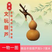 小葫芦一物一图文玩葫芦手捻小葫芦手把件天然精品葫芦2025年