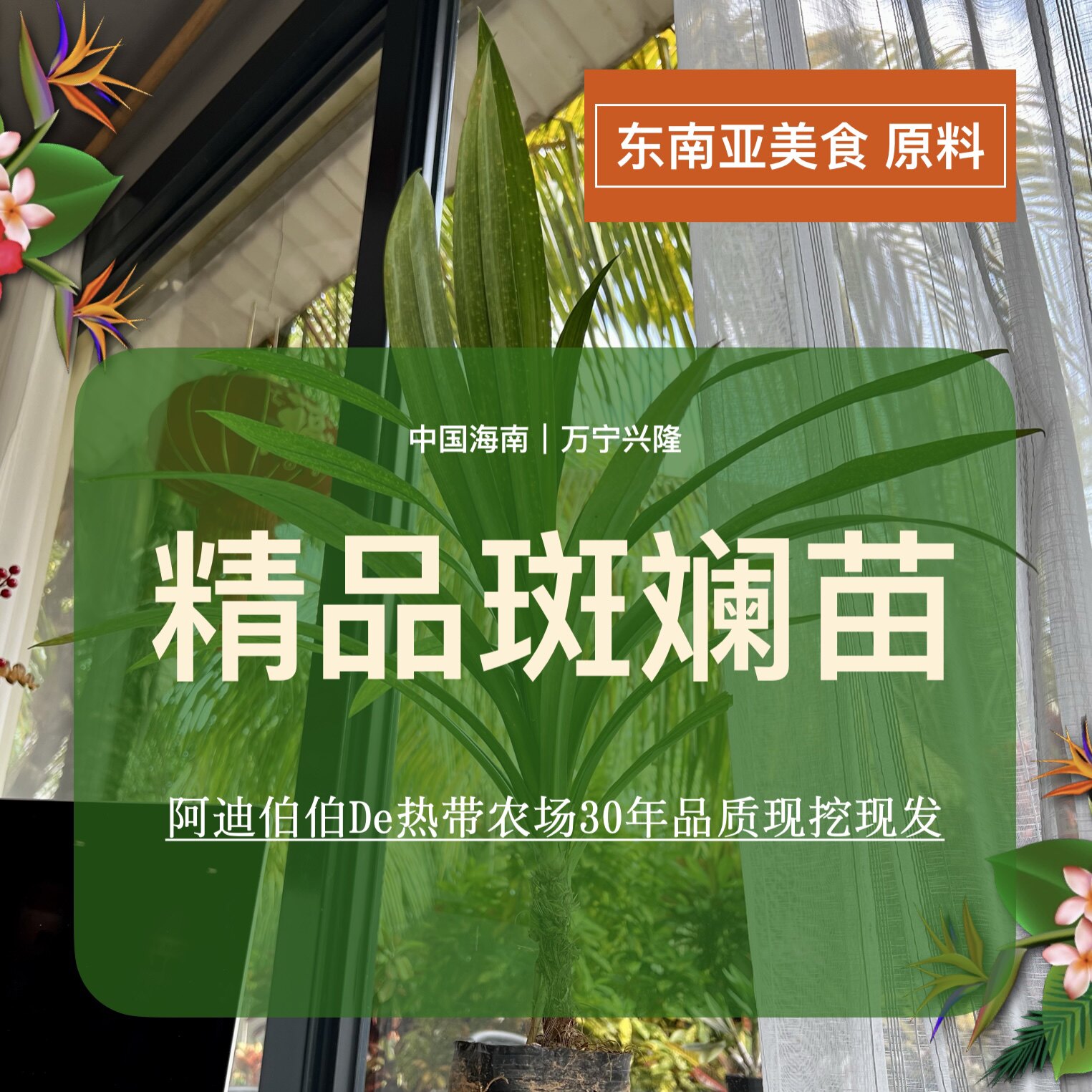 斑斓苗盆栽 香露兜苗 东南亚美食原料 正宗印尼品种 兴隆直发