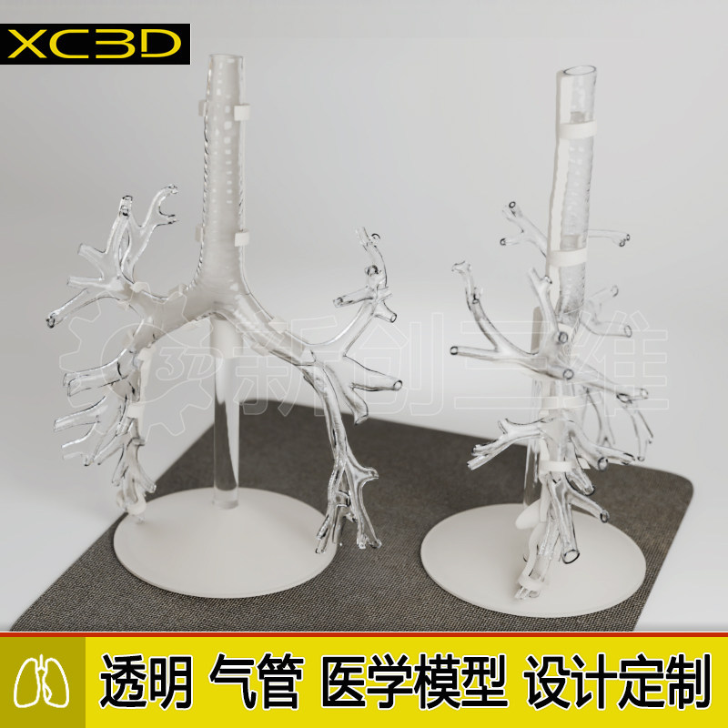 透明支气管镜训练模型5级支气肺管内镜练习肺叶肺部教具结构定制