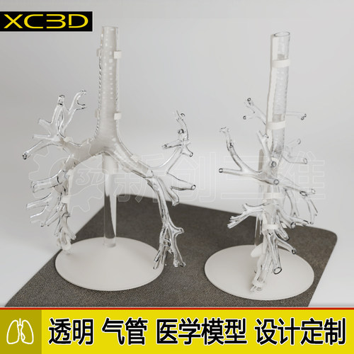 透明支气管镜训练模型5级支气肺管内镜练习肺叶肺部教具结构定制