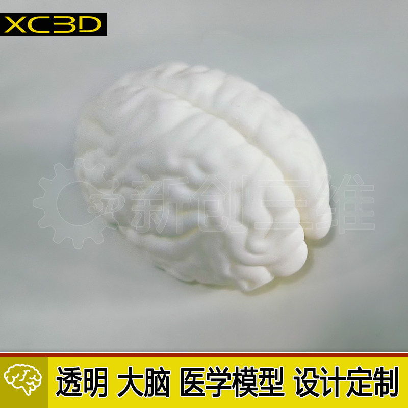 大脑定制模型设计3D打印医疗透明心脏医学教学教具脑部肺部胃部