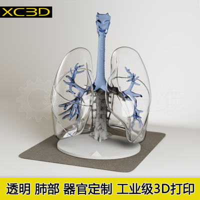 3D打印医疗透明肺部医学教学教具支气管肺病部心脏肾脏定制模型