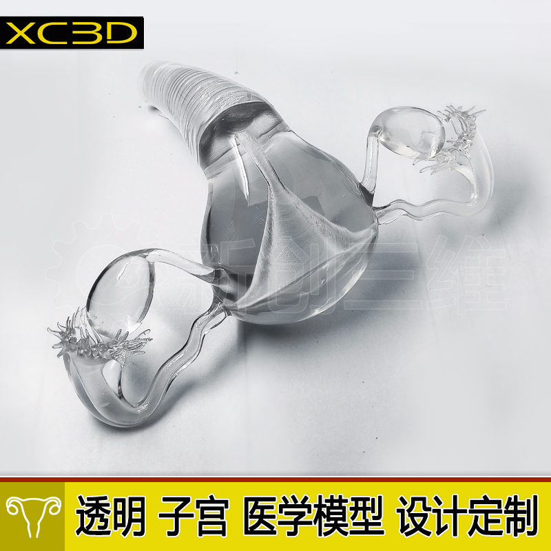 3D打印医疗透明子宫宫卵巢医学教学教具心脏肺部胃部肝脏肾脏定制