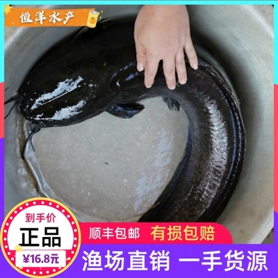 鲶鱼埃及塘鲺淡水鱼淡水鱼