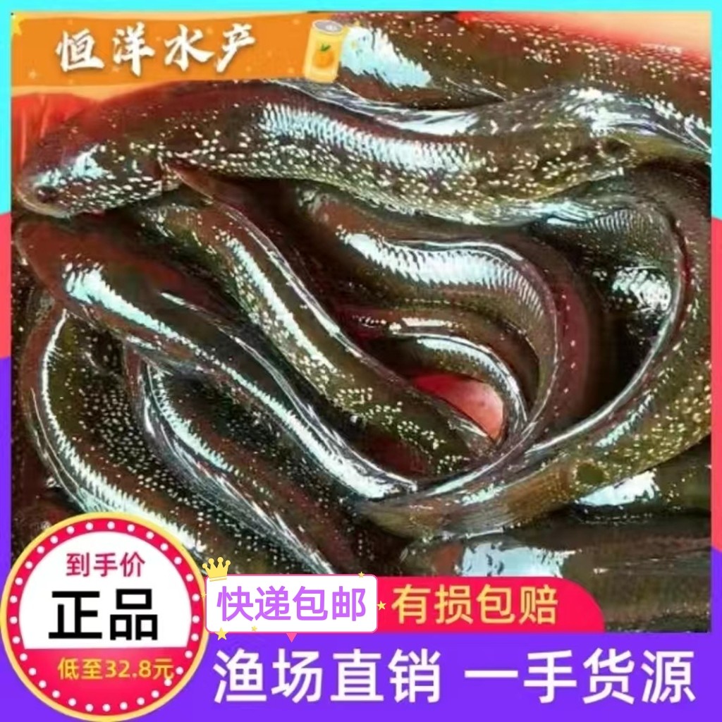雷龙观赏鱼七星鱼淡水鱼苗