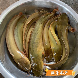 土塘角鱼苗本地塘鲺鱼大规格土塘虱苗本地胡子鲶鱼苗淡水鱼苗活体