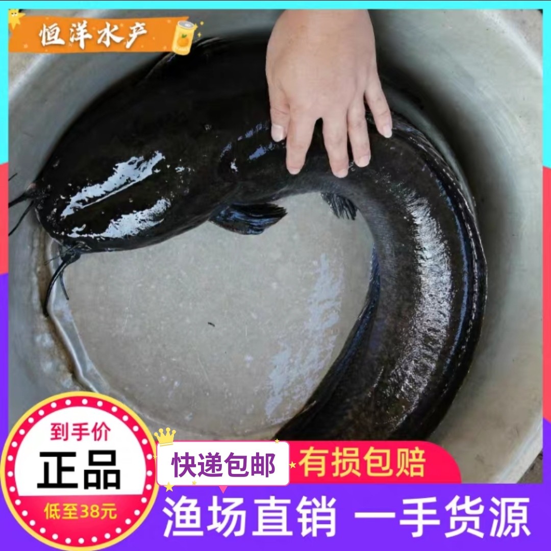 埃及塘鲺鱼大规格埃及鱼苗大种塘虱苗八须鲶鱼苗革胡子鲶淡水鱼苗